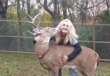 Una mujer fue atacada hasta la muerte por un ciervo que rescató y trató de domesticar