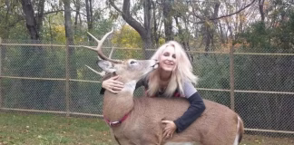 Una mujer fue atacada hasta la muerte por un ciervo que rescató y trató de domesticar