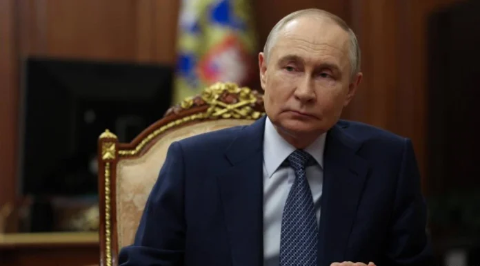 Rusia prueba palomas espía con implantes cerebrales para tareas de vigilancia