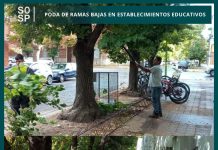 Poda de ramas bajas en establecimientos educativos