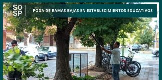 Poda de ramas bajas en establecimientos educativos