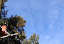Poda privada provocó la salida del servicio en Del Carril y sus inmediaciones