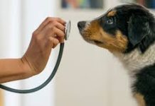 Un espacio de puertas abiertas para el cuidado animal en Saladillo