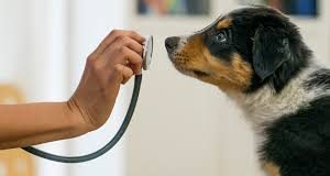 Un espacio de puertas abiertas para el cuidado animal en Saladillo