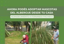 Ahora podés adoptar mascotas del albergue desde tu casa