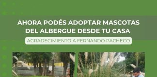 Ahora podés adoptar mascotas del albergue desde tu casa
