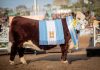 Histórica consagración para Saladillo: Cabaña Santa Rita obtuvo la Gran Campeona Hereford en la Rural de Palermo