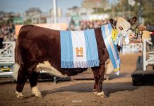 Histórica consagración para Saladillo: Cabaña Santa Rita obtuvo la Gran Campeona Hereford en la Rural de Palermo