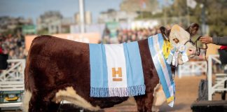 Histórica consagración para Saladillo: Cabaña Santa Rita obtuvo la Gran Campeona Hereford en la Rural de Palermo