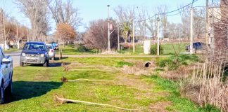 Realizan trabajos de forestación en Saladillo Norte