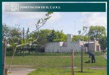 Plantaron 15 ejemplares de árboles nativos en el predio del CURS